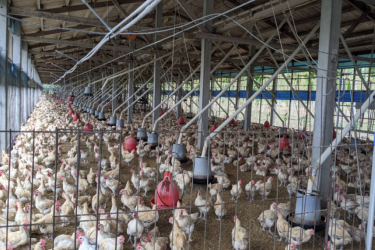 雲林禽畜電共生與淨零供應鏈之社會實踐與永續營運