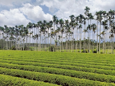 從雲林出發・揉進紅玉的世代故事